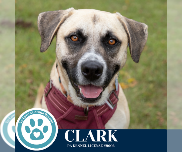 Medium Photo #18 Labrador Retriever-Unknown Mix Puppy For Sale in Kimberton, PA, USA