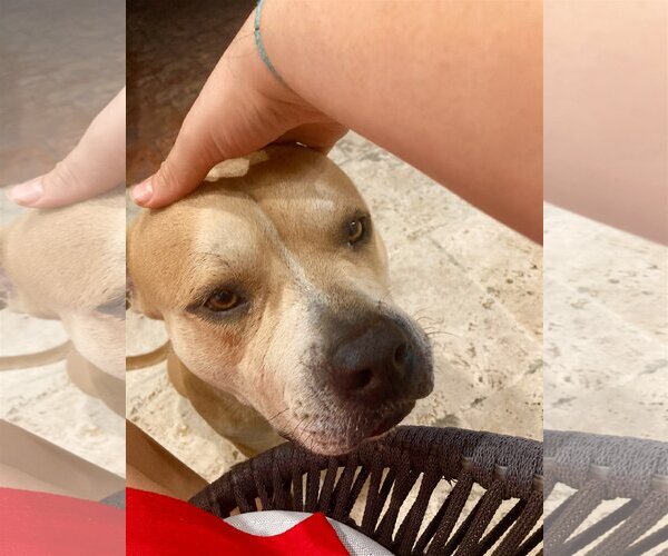Medium Photo #2 Bulldog-Unknown Mix Puppy For Sale in Miami, FL, USA