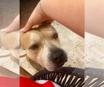 Small Photo #2 Bulldog-Unknown Mix Puppy For Sale in Miami, FL, USA