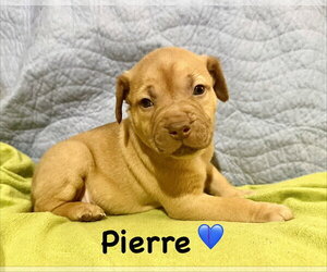 Staffordshire Bull Terrier-Unknown Mix Dogs for adoption in Holly Springs, NC, USA