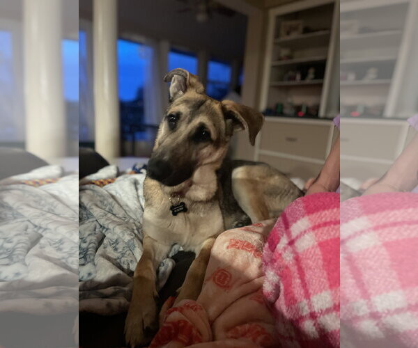 Medium Photo #4 German Shepherd Dog-Unknown Mix Puppy For Sale in Rockaway, NJ, USA