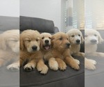 Small #2 Golden Retriever