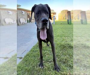 Great Dane Dogs for adoption in Riverside, CA, USA