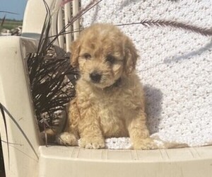 Cavachon Puppy for sale in THORP, WI, USA