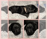 Small Photo #1 Goldendoodle Puppy For Sale in HOWARD CITY, MI, USA