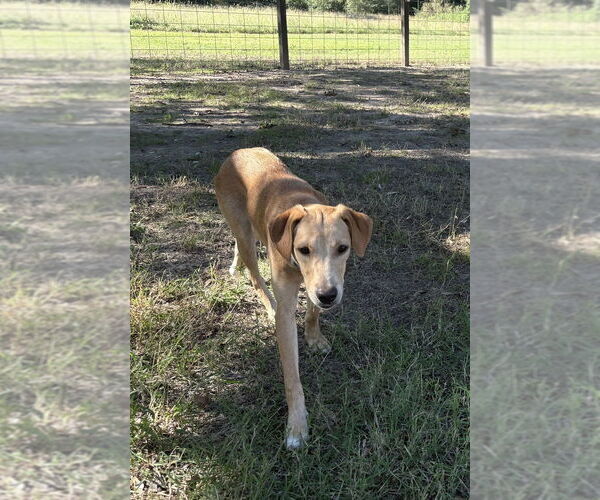 Medium Photo #3 Labrador Retriever-Unknown Mix Puppy For Sale in Boston, MA, USA