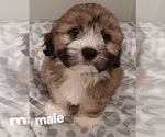 Puppy Buddy Silky Cocker