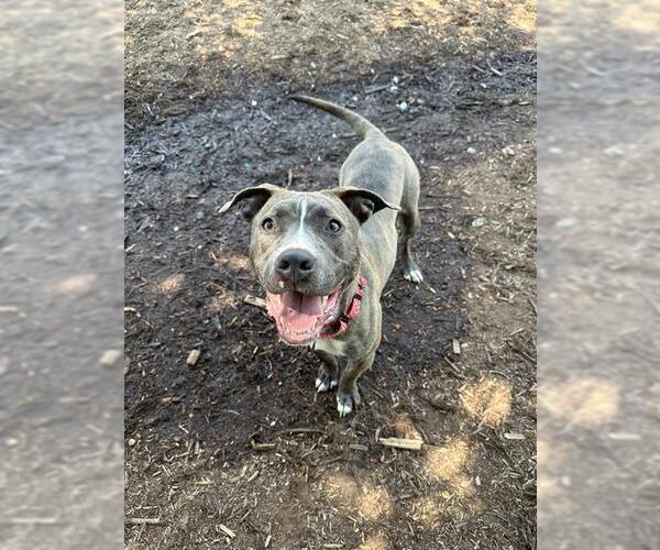 Medium Photo #2 American Pit Bull Terrier-Unknown Mix Puppy For Sale in Denver, CO, USA