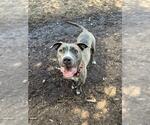 Small #1 American Pit Bull Terrier Mix