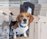 Small Photo #7 Beagle Puppy For Sale in Chester, NJ, USA