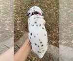 Small #1 Dalmatian