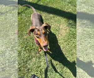 Doberman Pinscher Dogs for adoption in Buffalo, MN, USA