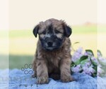 Small #1 Soft Coated Wheaten Terrier