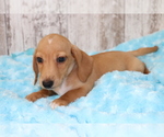 Small Photo #4 Dachshund Puppy For Sale in SHILOH, OH, USA