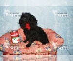 Small #1 Poodle (Toy)