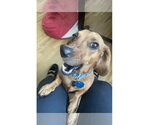 Small Photo #3 Dachshund Puppy For Sale in Fruitland, SC, USA