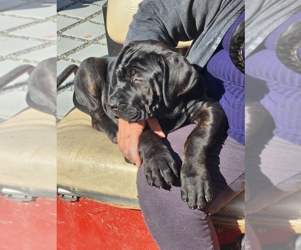 Medium Photo #6 Cane Corso Puppy For Sale in PHILLIPSTON, MA, USA