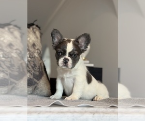 French Bulldog Puppy for sale in LAS VEGAS, NV, USA