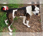 Small #1 American Pit Bull Terrier