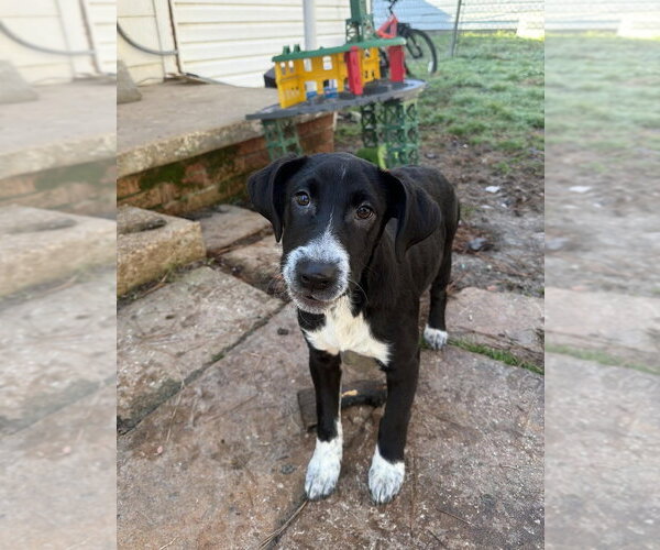 Medium Photo #3 Collie-Unknown Mix Puppy For Sale in Boston, MA, USA