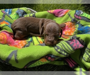Dachshund Puppy for sale in FRESNO, CA, USA