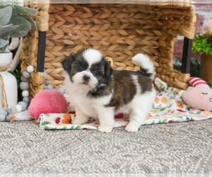 Shih Tzu Puppy for sale in SYRACUSE, IN, USA