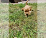 Small Photo #1 English Cocker Spaniel Puppy For Sale in TACOMA, WA, USA