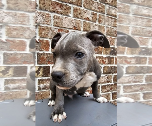 Medium Photo #12 Staffordshire Bull Terrier Puppy For Sale in HOUSTON, TX, USA