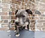 Small Photo #12 Staffordshire Bull Terrier Puppy For Sale in HOUSTON, TX, USA