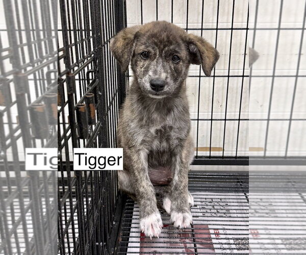 Medium Photo #1 Mountain Cur Puppy For Sale in Gilberts, IL, USA