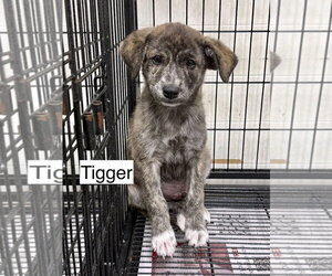 Mountain Cur Dogs for adoption in Gilberts, IL, USA