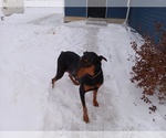 Small Photo #1 Doberman Pinscher Puppy For Sale in AUBURN, IN, USA