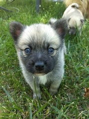 Pomsky Puppy for sale in LOVELAND, CO, USA