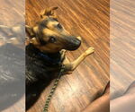 Small #1 Mutt