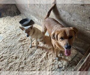 Charlie - Male Labrador Retriever-Unknown Mix Dog for Adoption - Photo #4