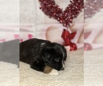 Small #3 Miniature Australian Shepherd