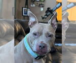 Small #5 American Pit Bull Terrier Mix