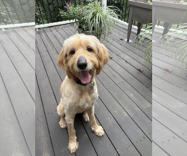 Medium Photo #3 Mutt Puppy For Sale in Greenville, SC, USA