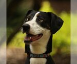 Small #1 Border Collie-Whippet Mix