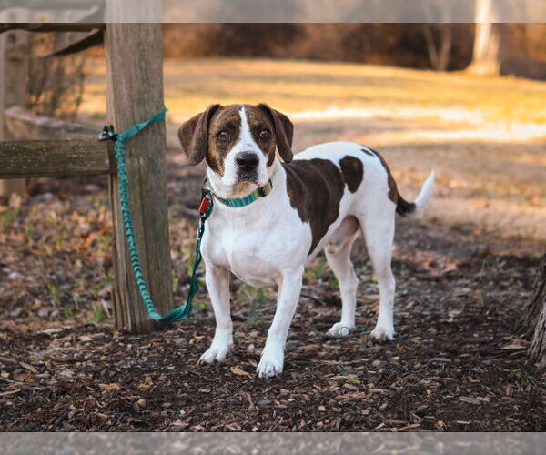 Medium Photo #1 Beabull Puppy For Sale in House Springs, MO, USA