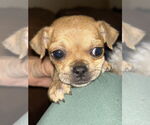 Small #1 Chihuahua