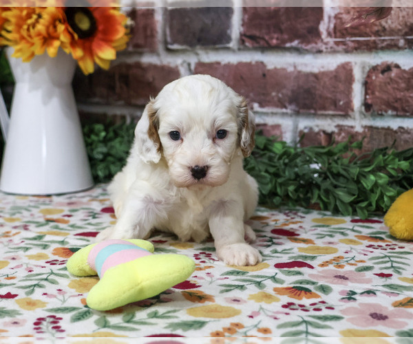 Medium Photo #3 Cavapoo (Miniature) Puppy For Sale in SYRACUSE, IN, USA