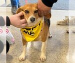 Small Photo #6 Beagle-Unknown Mix Puppy For Sale in Rustburg, VA, USA