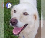 Small Great Pyrenees