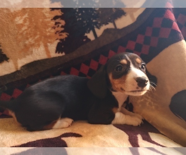 Medium Photo #2 Chiweenie Puppy For Sale in CANTON, GA, USA