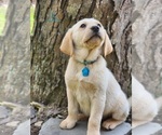Puppy 1 Golden Labrador