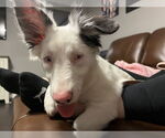 Small Border Collie Mix
