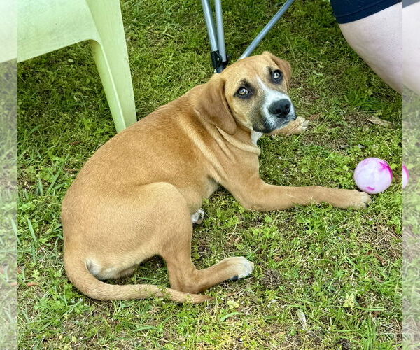 Medium Photo #3 American Foxhound-Unknown Mix Puppy For Sale in Texarkana, TX, USA