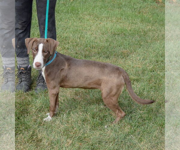 Medium Photo #2 - Mix Puppy For Sale in Huntley, IL, USA