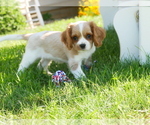 Puppy Kira Cavalier King Charles Spaniel